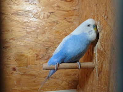 Guck guck